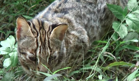 深圳一市民捡到“怪猫”,长有豹子的斑纹,眼神看起来十分凶狠