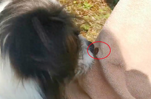 主人裤上粘了苍耳,狗狗帮忙用嘴一颗一颗咬下来,它是真的爱你啊 主人裤上粘了苍耳,狗狗帮忙用嘴一颗一颗咬下来,它是真的爱你啊