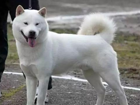 北海道犬的体态特征及生活习性
