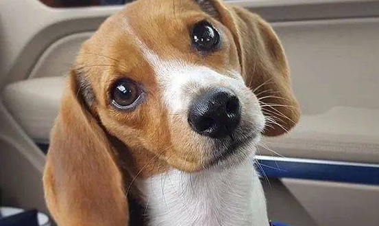 文明养犬 规范养犬 势在必行 文明养犬 规范养犬 势在必行