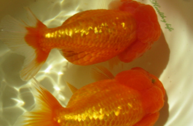 红虎头金鱼吃什么 食物要合理搭配