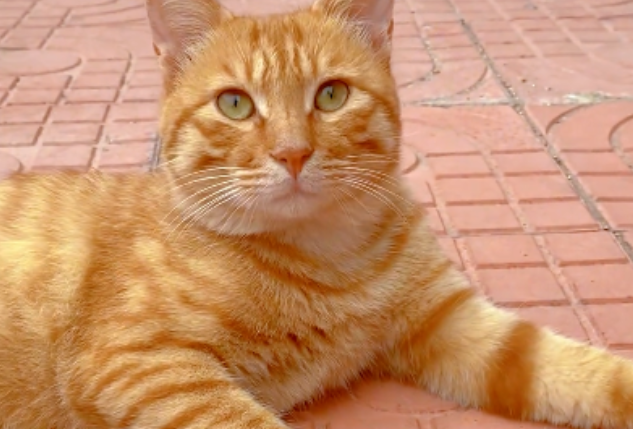 妹子遇猫拦路，意外发现它是4年前送养的流浪猫
