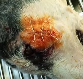 短视频虐狗事件，5个月哈士奇遭惨绝人寰虐待，被救下颤抖不止...