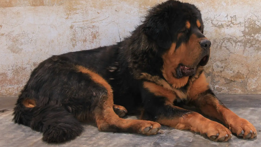 纯种藏獒幼犬多少钱一只