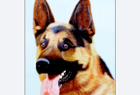 探密北京军犬繁育训练基地：军犬可衔炸药攻