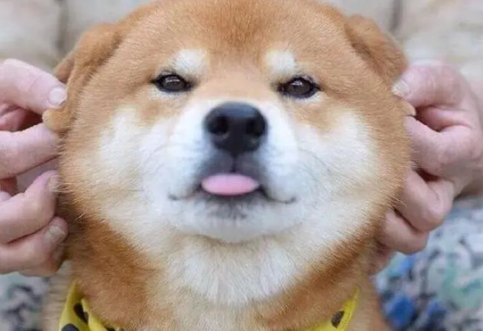 柴犬价格多少钱一只