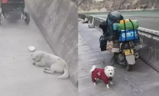 暖心!流浪狗“赖”上背包客,一人一狗徒步5千多公里 暖心!流浪狗“赖”上背包客,一人一狗徒步5千多公里