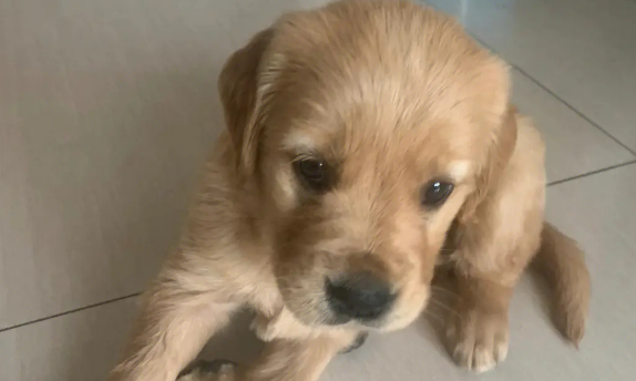 金毛犬当街活缷四腿被虐杀 有人欲出500元救下遭拒