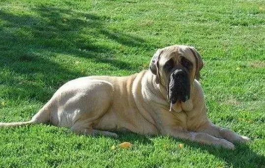 斗牛马士提夫犬的日常护理,不需要常洗澡 斗牛马士提夫犬的日常护理,不需要常洗澡