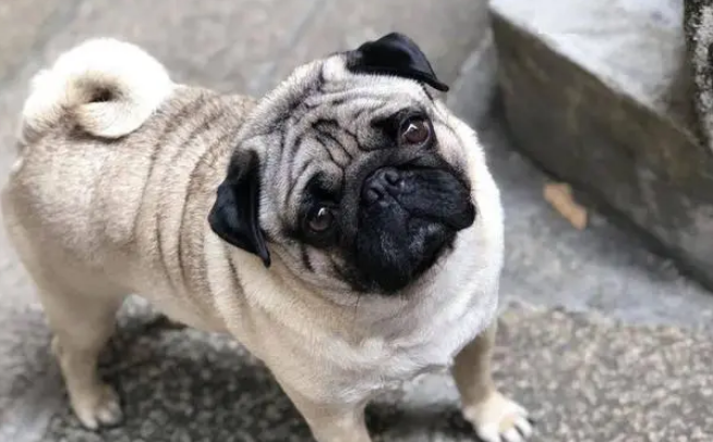 巴哥犬怎么看纯不纯