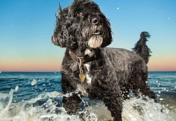 水猎犬有哪几种