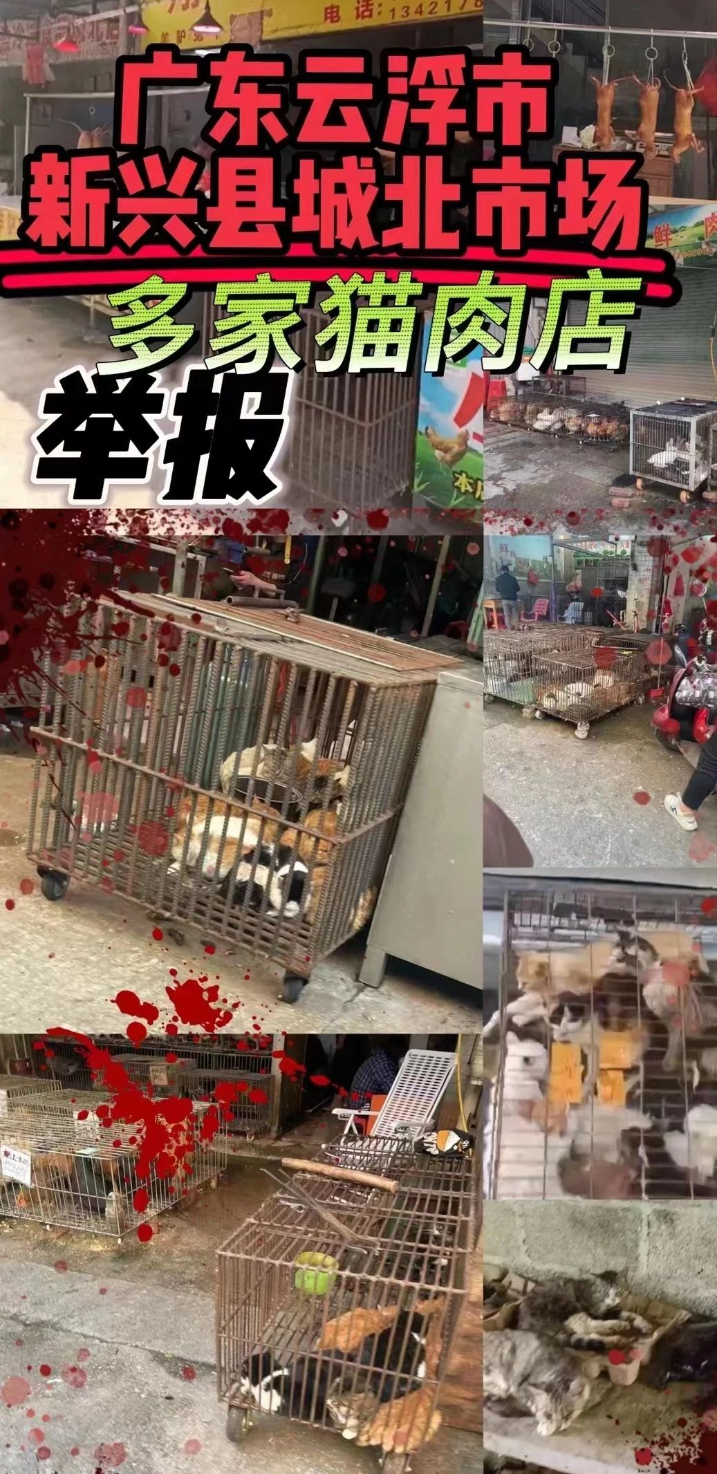 “请不要吃我的猫”:为了救猫,她成了“偷猫宰猫黑产”最怕的女人 “请不要吃我的猫”:为了救猫,她成了“偷猫宰猫黑产”最怕的女人