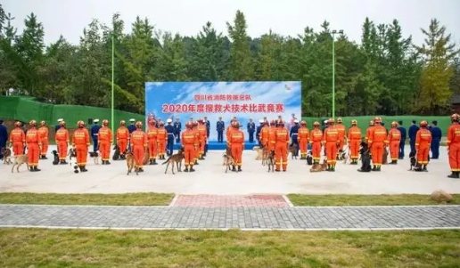 快来看!可盐可甜的搜救犬“天团” 快来看!可盐可甜的搜救犬“天团”