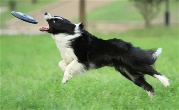 牧羊犬吃什么 牧羊犬吃什么