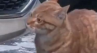 阿姨在车边发现一只猫，看到猫咪的前爪心疼了，于心不忍带回家