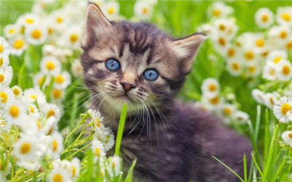 什么是星期猫？该如何选择购猫机构？