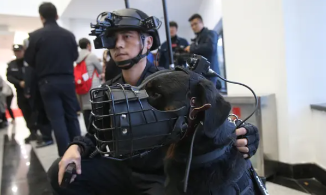 为训练出勇猛机警的警犬,他们每年被扑咬上千次 为训练出勇猛机警的警犬,他们每年被扑咬上千次