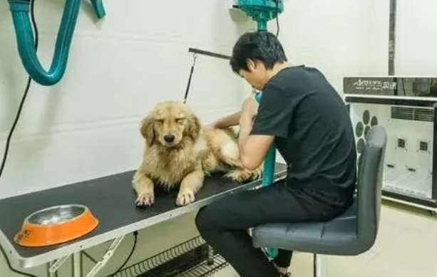 宠法·言:事关辐射安全,动物医院应依法使用X射线机等设备 宠法·言:事关辐射安全,动物医院应依法使用X射线机等设备