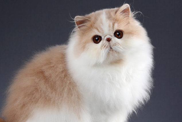 波斯猫是哪个国家 波斯猫是哪个国家