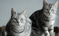 美国短毛猫最低多少钱