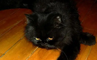 黑色波斯猫价格多少钱一只