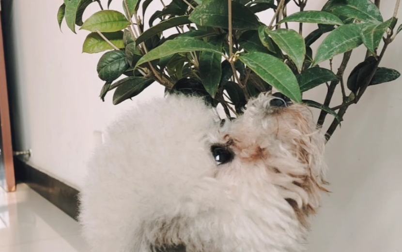桂花树结的果子有什么功效