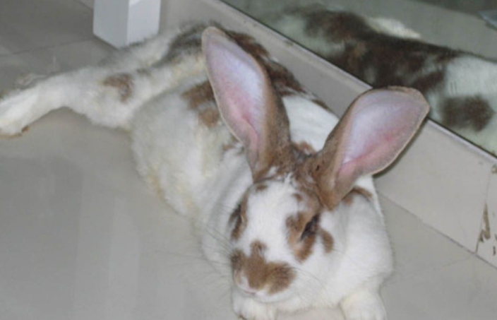 维兰特兔怎么养 成兔的主要粮食是干草