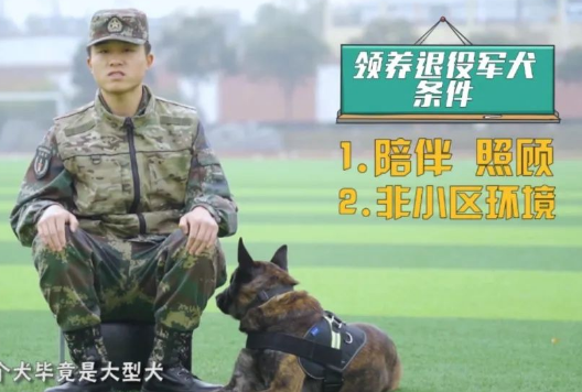 “二哈”到底能不能做军犬？收下这份军犬最全知识贴！一级军士长教你养犬！
