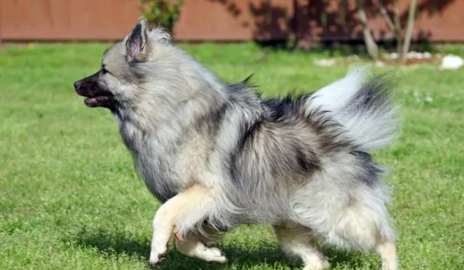  冰岛牧羊犬好养吗，最好定期给它们体检