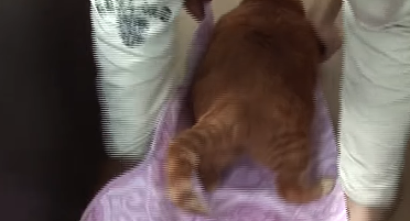 网友家养超胖橘猫，看起来像一个巨大面包，连狗狗都不敢和它抢食
