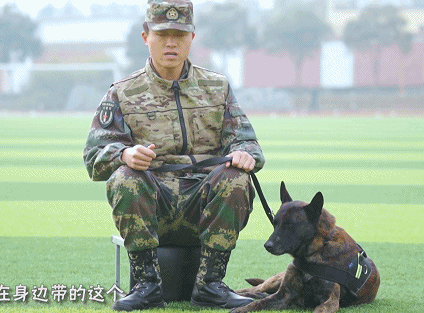 “二哈”到底能不能做军犬？收下这份军犬最全知识贴！一级军士长教你养犬！