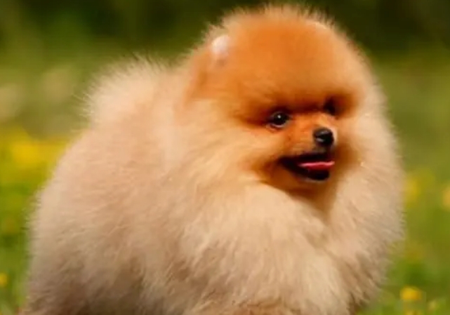 正宗博美犬多少钱一只