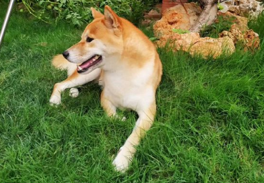 柴犬不喜欢出去,它觉得在家可以睡觉 柴犬不喜欢出去,它觉得在家可以睡觉