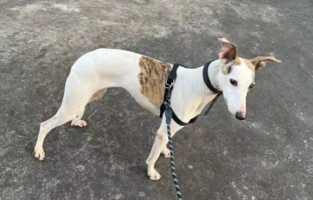 惠比特犬的优点缺点 惠比特犬的优点缺点