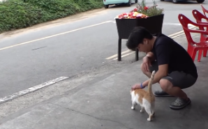 独眼猫咪每天来乞食,店主喂她猫粮它也不吃 独眼猫咪每天来乞食,店主喂她猫粮它也不吃