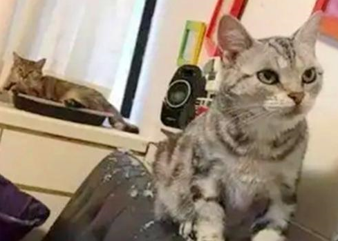 猫咪打碎花瓶，女主发现地上都是纸币，男主：完了，私房钱没了 