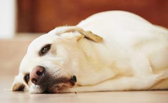 打干扰素后悔死了 打干扰素后悔死了
