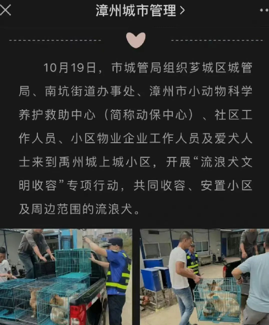 漳州一小区物业勾结狗贩子抓狗送狗肉馆？流浪狗变成了谁的敛财工具！