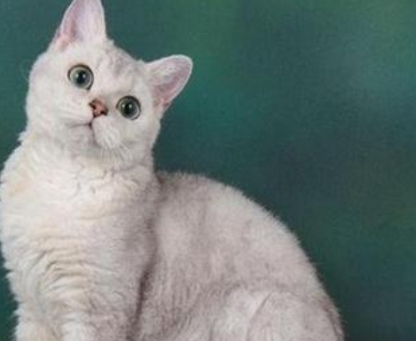 斯可可猫多少钱？
