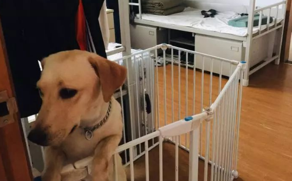 上海第一条导盲犬11岁了!聪明到令人吃惊:除了不会说话,啥都知道 上海第一条导盲犬11岁了!聪明到令人吃惊:除了不会说话,啥都知道