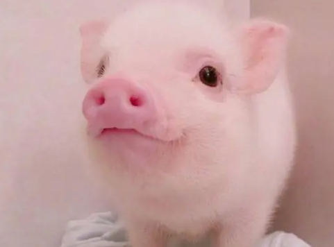 粉色的猪是什么品种