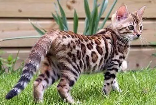 怎么训练加州闪亮猫装死 加州闪亮猫装死训练