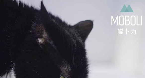 胶囊猫包迅速蹿红,MOBOLI猫卜力将引领猫界潮流 胶囊猫包迅速蹿红,MOBOLI猫卜力将引领猫界潮流