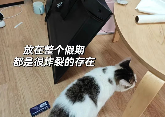 猫咪在家中上蹿下跳，结果一脚踹翻电视机..