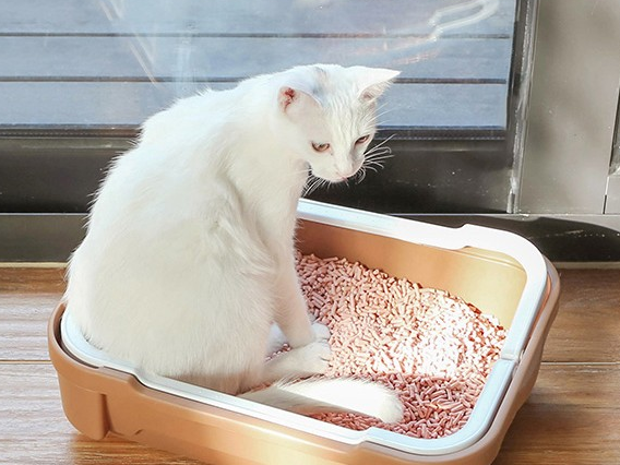 无尘猫猫砂和N1的关系，你们都清楚吗？