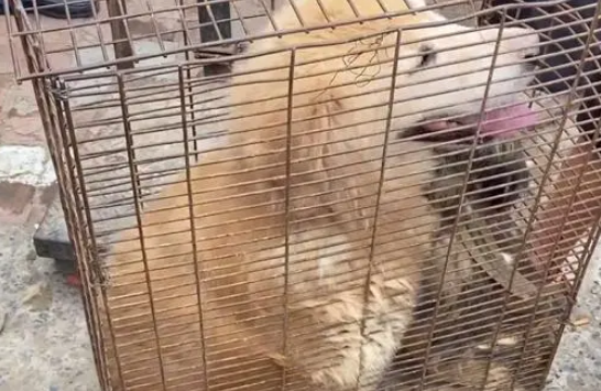 因家人反对进了笼，看着笼的金毛，大妈：老了，可惜了