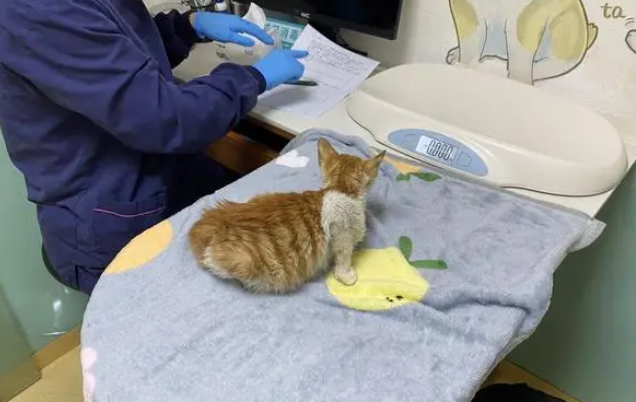 城市里的流浪猫救助者 城市里的流浪猫救助者