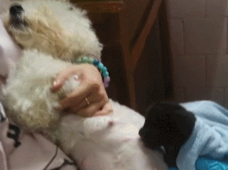 比熊犬接力给小黑豹当奶妈,网友直呼:太有爱啦! 比熊犬接力给小黑豹当奶妈,网友直呼:太有爱啦!