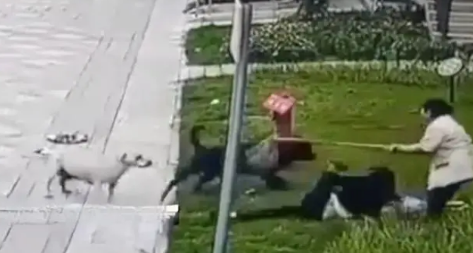 被咬伤女童仍昏迷,母亲:涉事 罗威纳犬已找到 被咬伤女童仍昏迷,母亲:涉事 罗威纳犬已找到