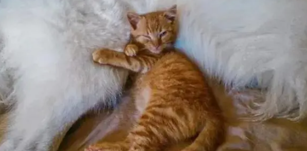 流浪猫被救助后，新家的狗狗对它视如己出